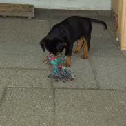 Rottweiler BusteR