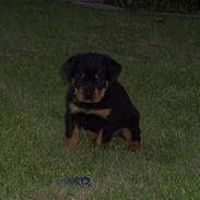 Rottweiler BusteR