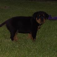 Rottweiler BusteR