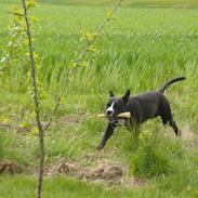 Amerikansk staffordshire terrier Tiggo