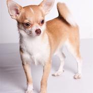 Chihuahua Gizmo