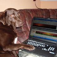 Labrador retriever Freja