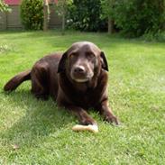 Labrador retriever Freja
