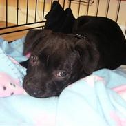 Staffordshire bull terrier Missya