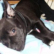 Staffordshire bull terrier Missya