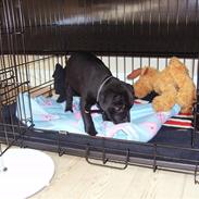 Staffordshire bull terrier Missya