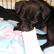 Staffordshire bull terrier Missya