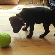 Staffordshire bull terrier Missya