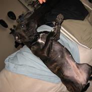 Staffordshire bull terrier Bailey