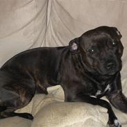 Staffordshire bull terrier Bailey