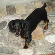 Dværggravhund Chilli