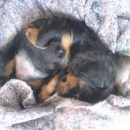 Dværggravhund Chilli