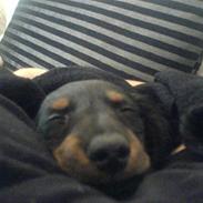 Dværggravhund Chilli