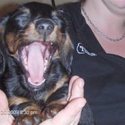 Dværggravhund Chilli