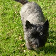 Cairn terrier Frida