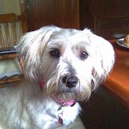 Blanding af racer Tilde