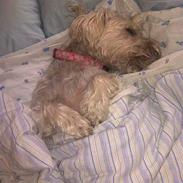 Blanding af racer Tilde