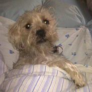 Blanding af racer Tilde