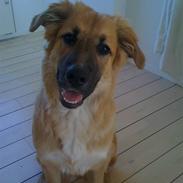 Blanding af racer Tessa