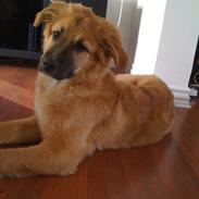 Blanding af racer Tessa