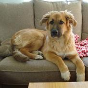 Blanding af racer Tessa