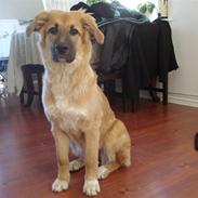 Blanding af racer Tessa