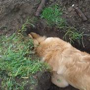 Blanding af racer Tessa