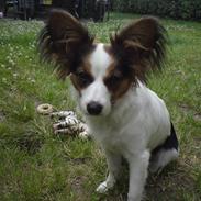 Papillon Kiwi