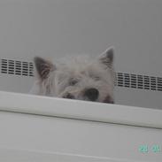 West highland white terrier felix