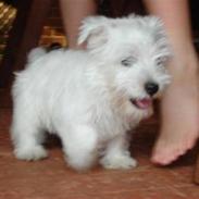 West highland white terrier felix