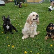 Cocker spaniel Luna