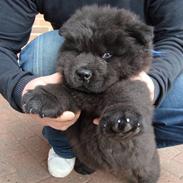 Chow chow Henning