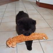 Chow chow Henning