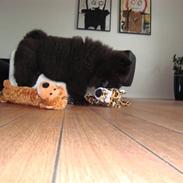 Chow chow Henning