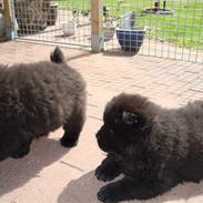 Chow chow Henning