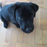 Labrador retriever Ronja