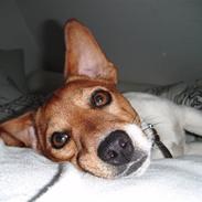 Jack russell terrier Chivas