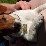 Jack russell terrier Chivas