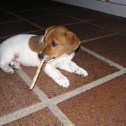Jack russell terrier Chivas