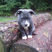 Amerikansk staffordshire terrier Møffe