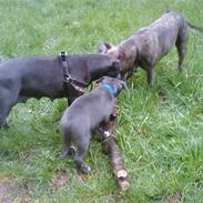 Amerikansk staffordshire terrier Møffe