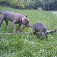 Amerikansk staffordshire terrier Møffe