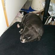 Amerikansk staffordshire terrier Møffe