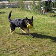 Schæferhund Tinka