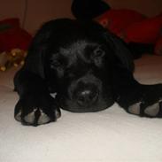 Labrador retriever Blue