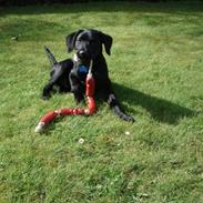 Labrador retriever Blue