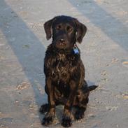 Labrador retriever Blue