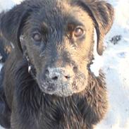 Labrador retriever Blue