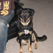 Blanding af racer Zenta