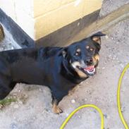 Blanding af racer Zenta